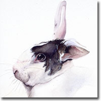 Rabbit pet portrait in watercolour paint, by Joanna Culley, Pet Portrait Artist