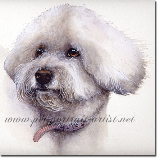 Portrait of a Bichon Frise, by Joanna Culley