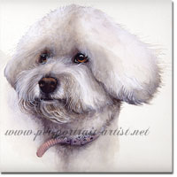 Portrait of a Bichon Frise by Joanna Culley