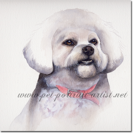 Portrait of a Bichon Frise, by Joanna Culley