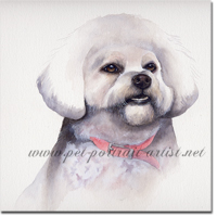 Portrait of a Bichon Frise by Joanna Culley