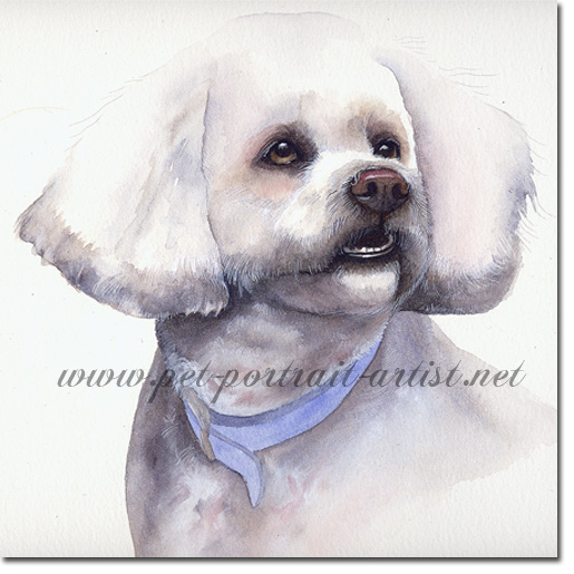 Portrait of a Bichon Frise, by Joanna Culley