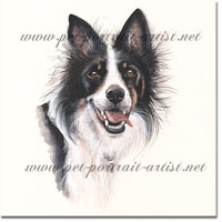 Portrait of a Border Collie by Joanna Culley