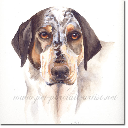 Watercolour painting of Buster, by Joanna Culley acclaimed animal artist