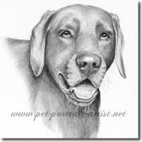 Pencil portrait of Chamy, a Labrador by Joanna Culley
