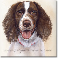 Springer Spaniel Portrait, by Joanna Culley, Pet Portrait Artist