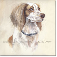 Dog Portrait of a Springer Spaniel in Watercolour