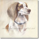 Watercolour painting of Gulliver a Springer Spaniel, by Joanna Culley