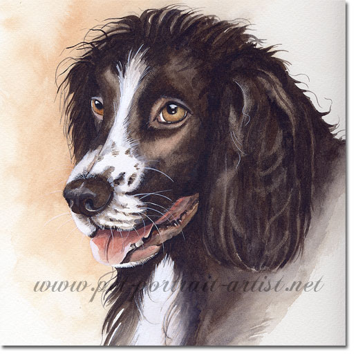 Portrait of English Springer Spaniel, by Joanna Culley