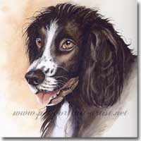 Portrait of a English Springer Spaniel by Joanna Culley, Pet Portrait Artist
