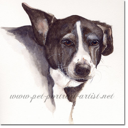 Portrait of Collie Dog, by Joanna Culley
