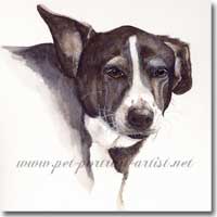 Portrait of a Collie by Joanna Culley