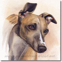 Whippet Pet Portrait, by Joanna Culley, Pet Portrait Artist