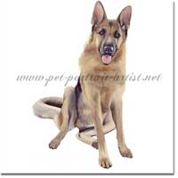 Full Body Portrait of a German Shepherd by Joanna Culley. Click on image to see enlarged version.
