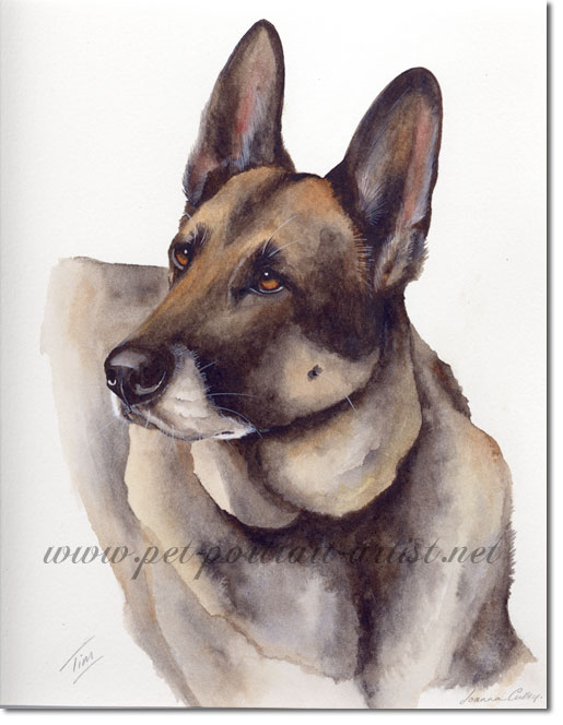 Portrait of a German Shepherd, by Joanna Culley