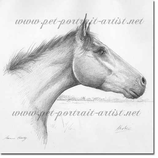 Horse portrait in Watercolour - Herbie, by Joanna Culley