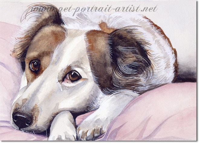 Portrait of a Collie, Humphrie, by Joanna Culley