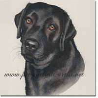 Portrait of a Inka a Black Lab