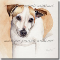 Watercolour Portrait of a Jack Russell Terrier, by Joanna Culley, Pet Portrait Artist