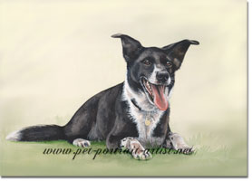 Collie Dog Lochan Portrait in Watercolour