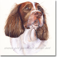 Portrait of a Springer Spaniel by Joanna Culley
