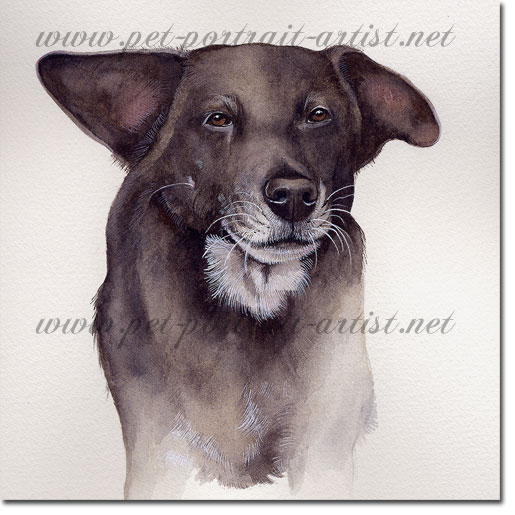 Portrait of a Collie, Lucy, by Joanna Culley