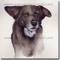 Dog portrait of Lucy in watercolour paint, by Joanna Culley, Pet Portrait Artist