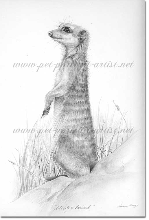 Drawing Of Meerkat
