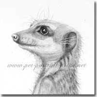 Meerkat Pencil Drawing, by Joanna Culley, Acclaimed Animal Artist