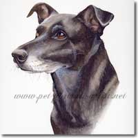 Neesa, dog portrait in watercolour paint, by Joanna Culley, Pet Portrait Artist
