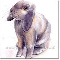 Rabbit pet portrait in watercolour, Dandy