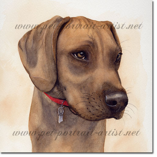 Portrait of a Rhodesian Ridgeback, by Joanna Culley