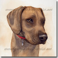 Rhodesian Ridgeback dog portrait in watercolour paint, by Joanna Culley, Pet Portrait Artist