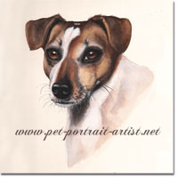 Jack Russell dog portrait in watercolour paint, by Joanna Culley, Pet Portrait Artist