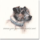 Sydney The Jack Russell Terrier Portrait