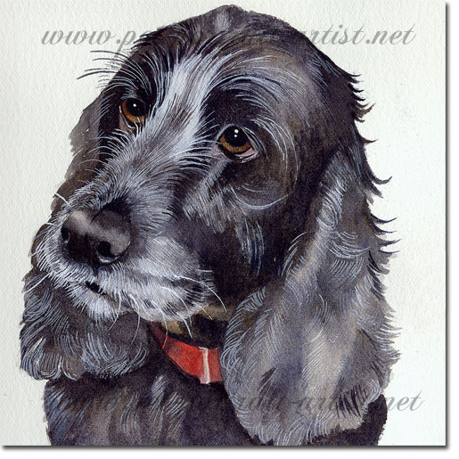Watercolour Portrait of a spaniel,  by Joanna Culley