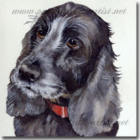 Watercolour Portrait of a Spaniel, by Joanna Culley, Pet Portrait Artist