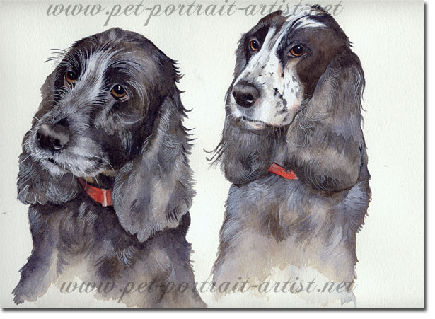 Watercolour Portrait of two spaniels,  by Joanna Culley