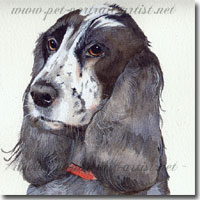 Spaniel Portraits, by Joanna Culley, Pet Portrait Artist