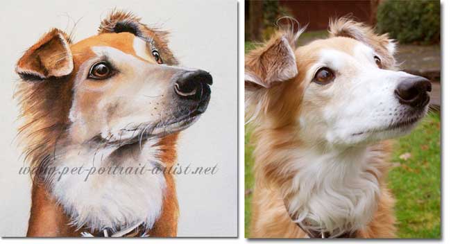 Comparison Portrait of Alfie, by Joanna Culley