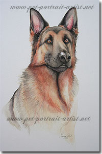 Alsation watercolour portrait - Click on Image of dog for Larger View