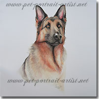 Portrait of Alsation Dog, by Joanna Culley, Pet Portrait Artist. Click for larger view