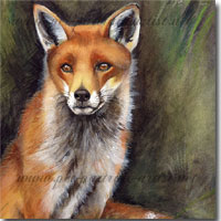 Watercolour painting of a fox by Joanna Culley