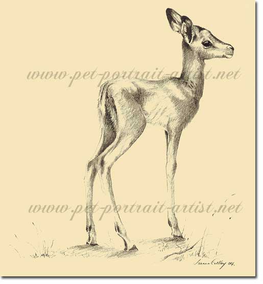 Pencil Drawing of a Baby Impala, by Joanna Culley
