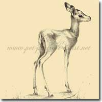 Pencil drawing of a baby impala by Joanna Culley