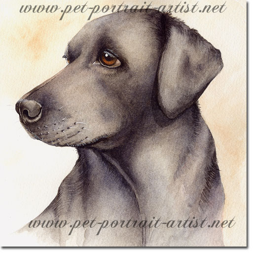 Portrait of a Black Labrador, Pepper, by Joanna Culley