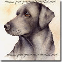 Dog Portrait of a black labrador, by Joanna Culley, Click on image to see enlarged version.