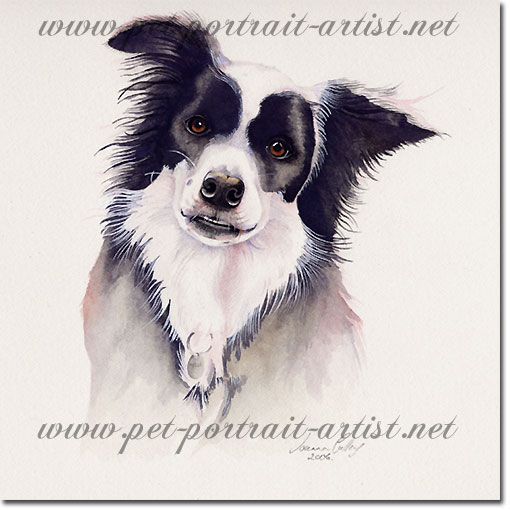 Portrait of a Border Collie, Nell, by Joanna Culley