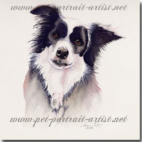 Portrait of a Border Collie by Joanna Culley