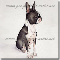Dog Portrait of a Boston Terrier by Joanna Culley, Pet Portrait Artist